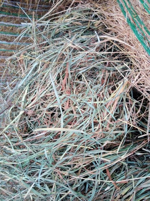 Siano  belki 125 dla koni  cielaków