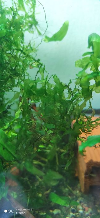 Lomariopsis lineata - Round Pellia - Planta