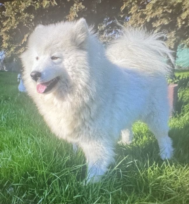 Sprzedam Samoyeda