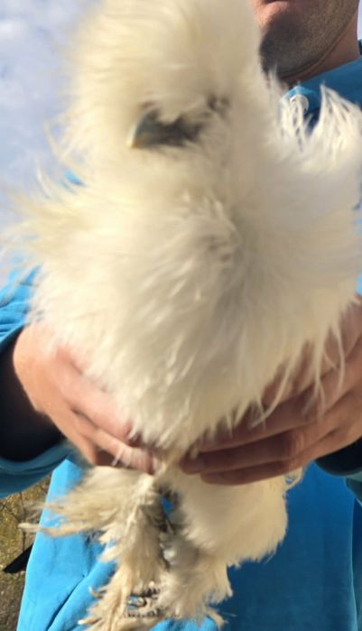 Kury  ozdobne  silki USA