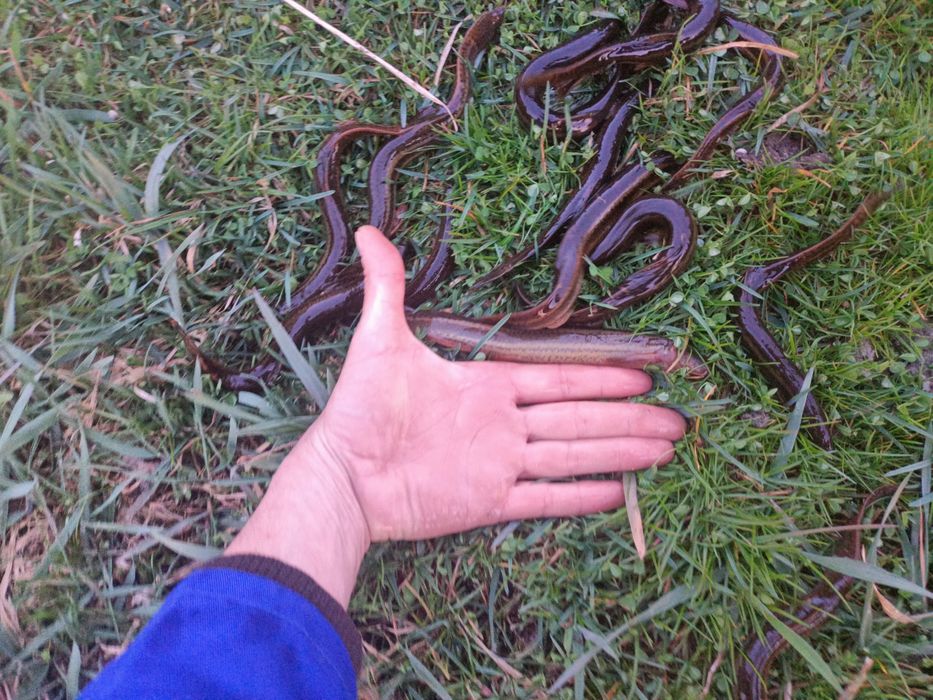 Вюн, мальок, зарибок