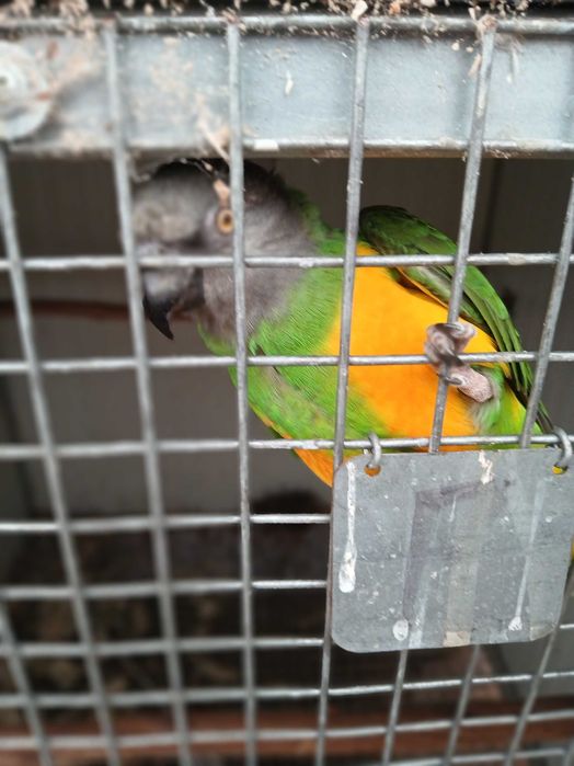 casal de papagaios do senegal