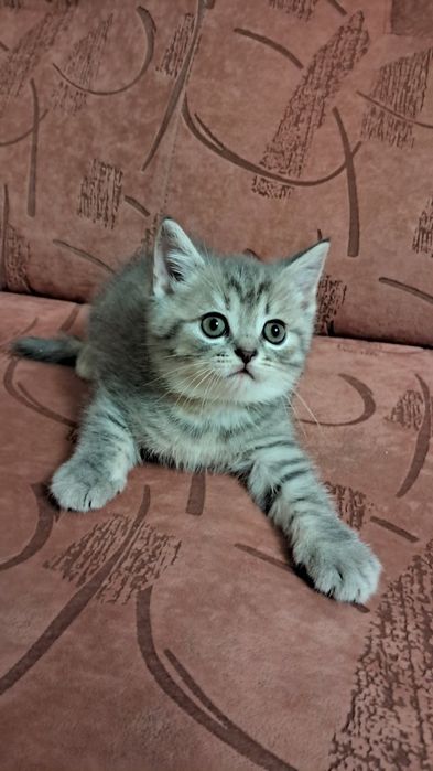 Скотті Фолд чистокровні шотландці