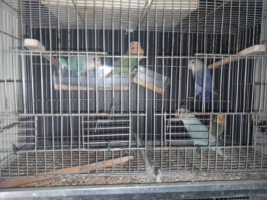 Roseicolis com 4meses