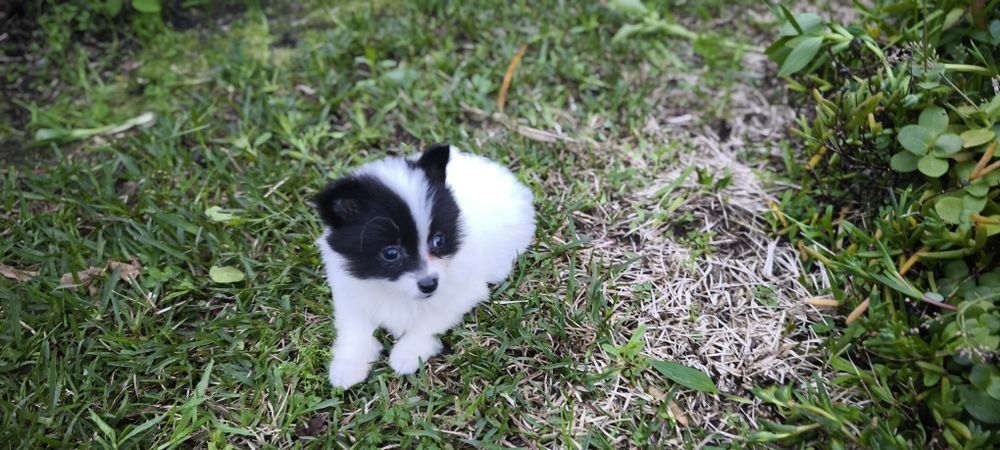 Spitz alemão anão femea Lulu da Pomerânia criado em ambiente familiar