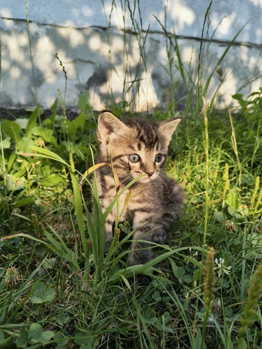 2 котика і 1 киця