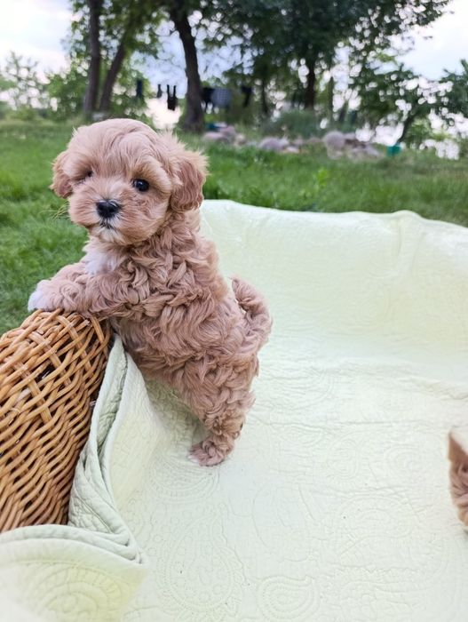 Maltipoo Śliczna Sunia