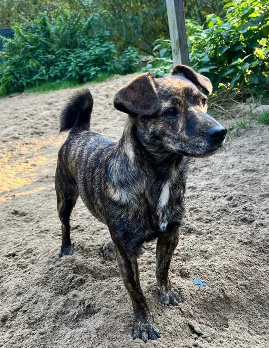 Mały piesek Cukierek szuka domu