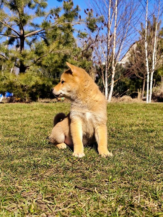 Яскравий Шиба/ Сіба Іну хлопчик
