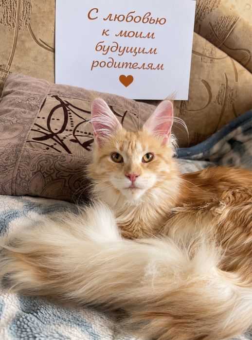 Яркая девочка Мейн кун