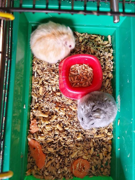 Джунгарский хомяк