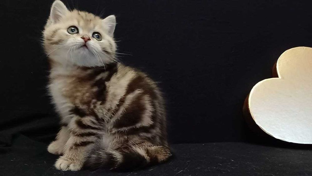 золоті мармурові котики і кошенятка