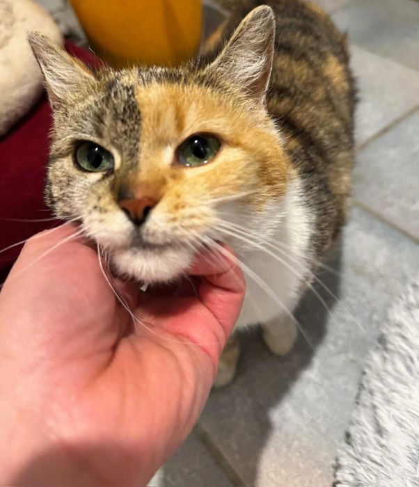 Kochana, łagodna, przylepa i wdzięczna za wszystko kotka Misia