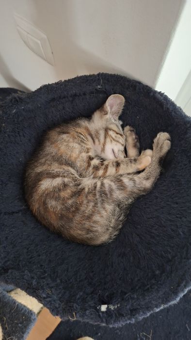 Gata para doação