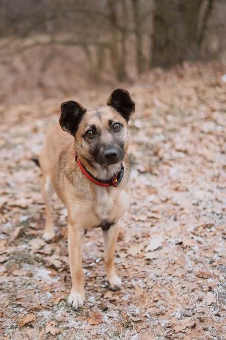 Malutka spokojna suczka Mysia do adopcji!