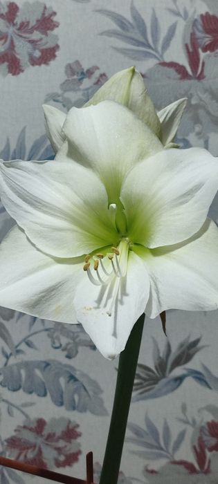 Гиппеаструм ,Амарилис,комнатные цветы,комнатное растение