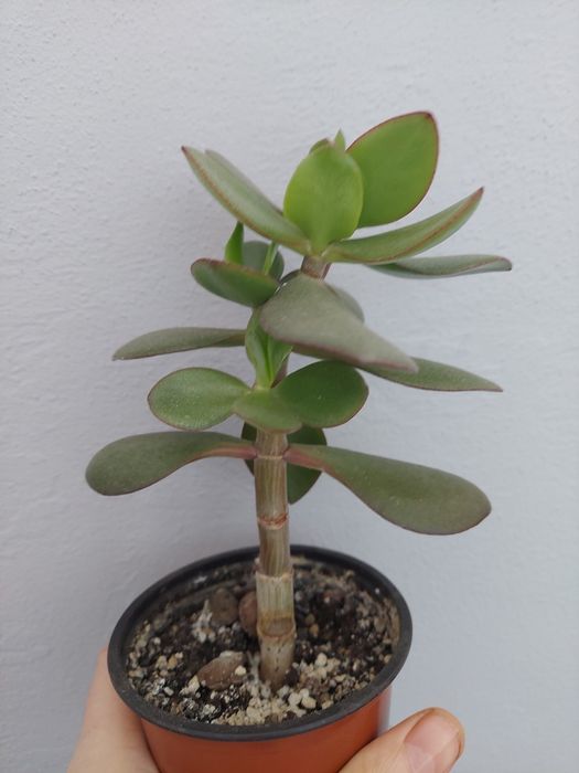 Crassula, денежное дерево