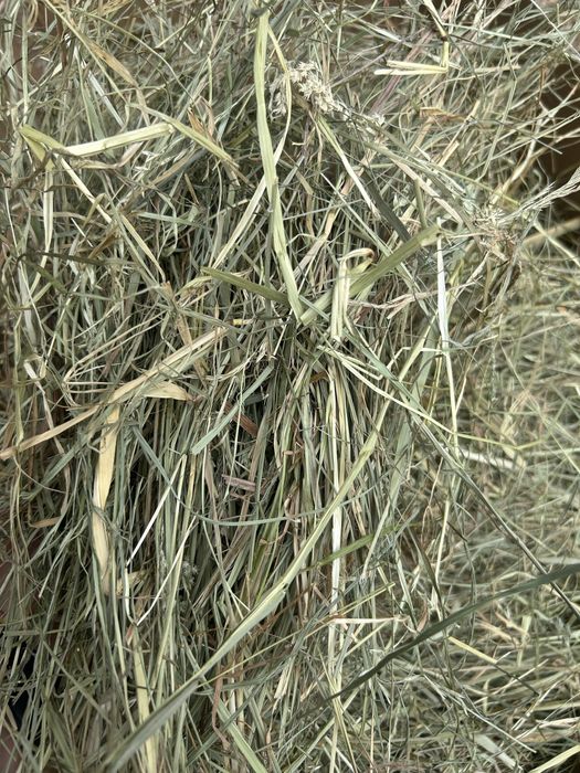 Świeże Sianko z Pierwszego Pokosu – Prosto z Naturalnej Łąki! 5 KG