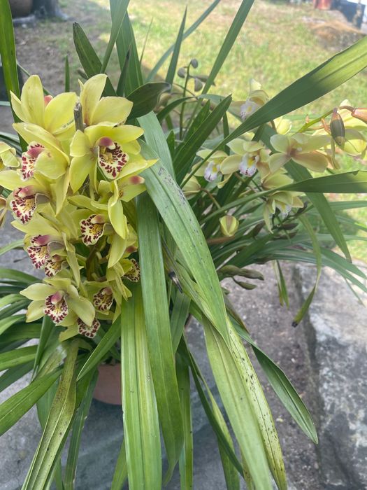 Orquídea para venda