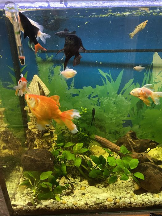 Продам акваріум 300літрив