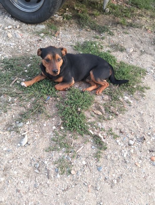 Dou cão porte pequeno