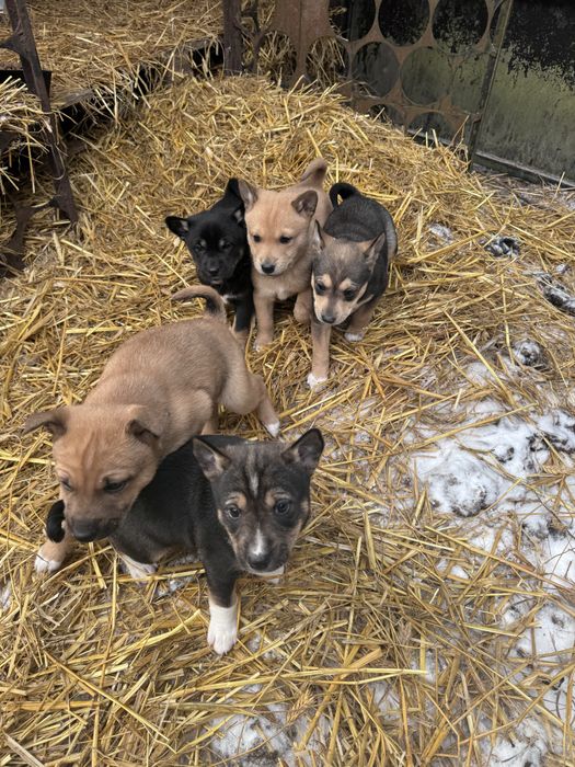 Łajka Basenji szczenieta