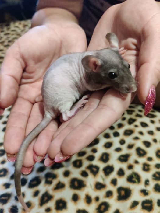 Крыса-сфинкс продажа