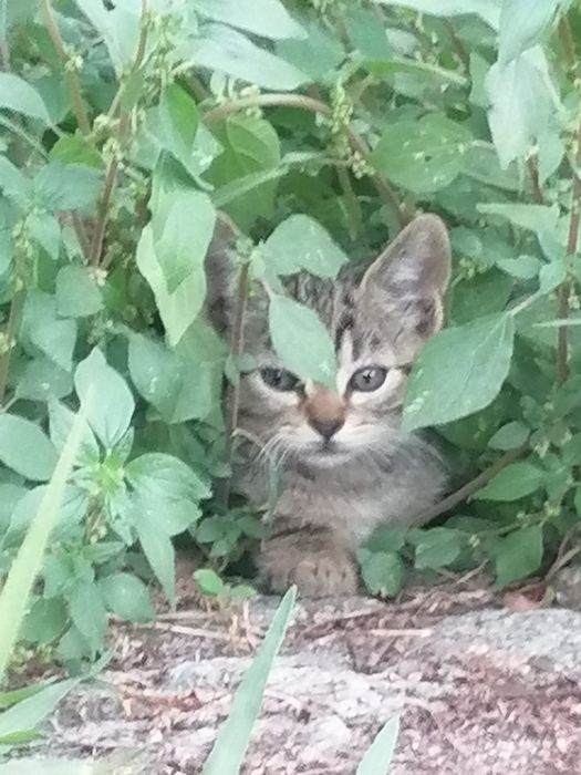 Gatinhos bebés para adoção responsável
