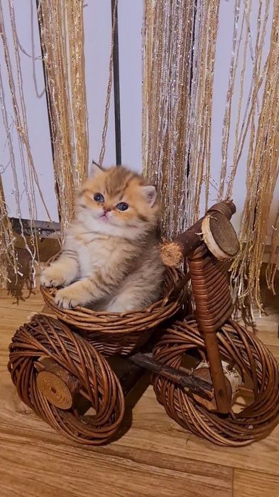 Шикарные котята золотая шиншилла