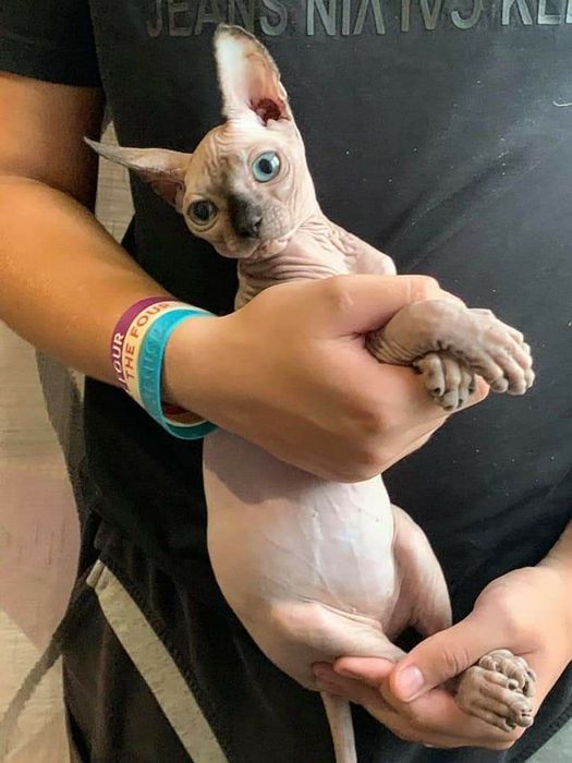 Котенята різного віку.