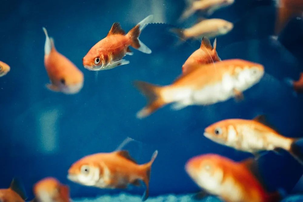 Vendo peixes variados