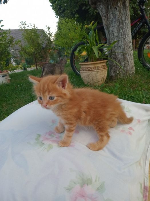 Руді кошенята на щастя, котеня