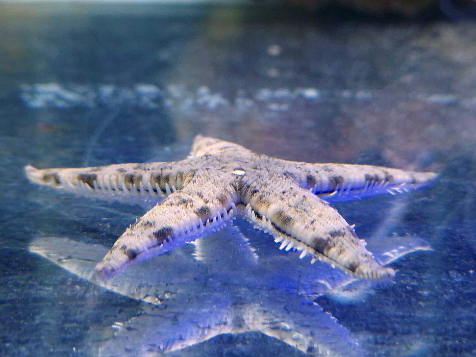 Rozgwiazda piaskowa Archaster typicus Akwarystyka Morska Poznań