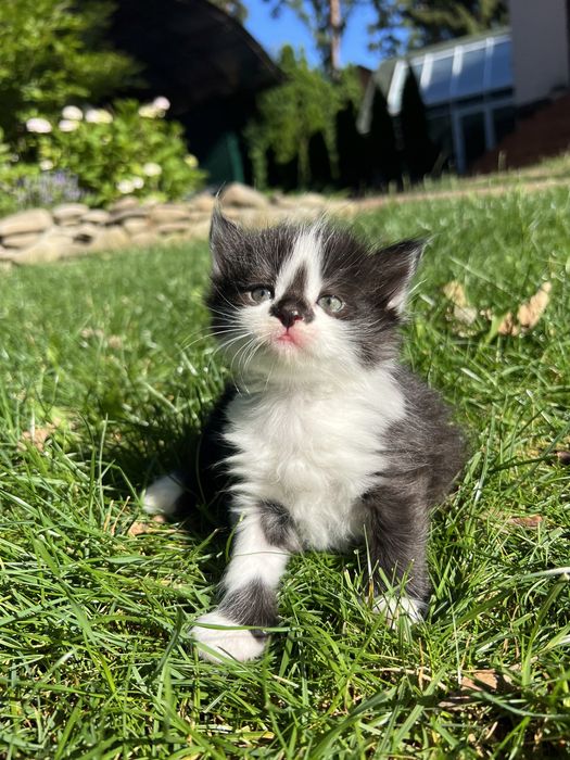 Кошенята що приносять щастя . Віддаю в хороші руки