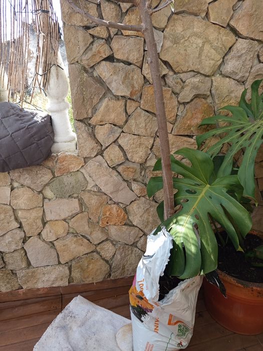 Árvore Anoneira com 3 anos com mais 2 mts