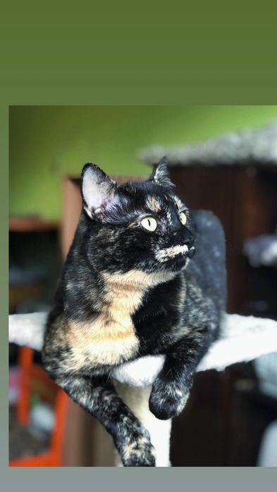 Отдам кошку черепахового окраса, 1 год, стерилизована, привита