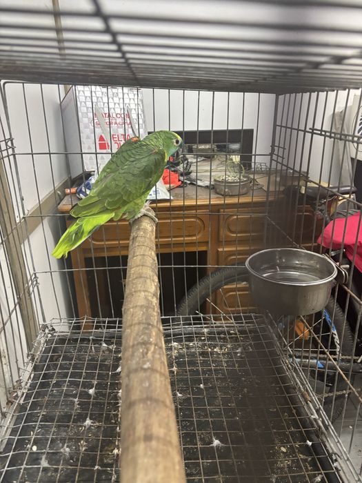 Papagaio aestiva femea com 6 anos
