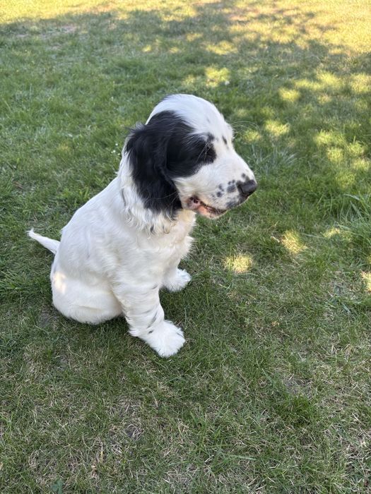 Wyjatkowy piesek cocker spaniel  z rodowodem