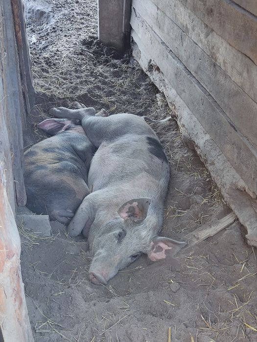 Кабан для спарювання