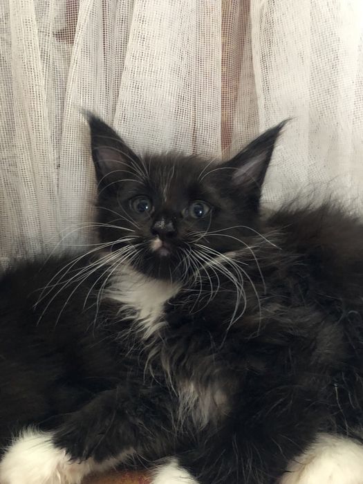 Продам Мейн Кун огромных котят