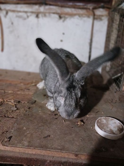 Продам кролі порід шиншила ,сірий велетень ,німецький строкач. В наявн