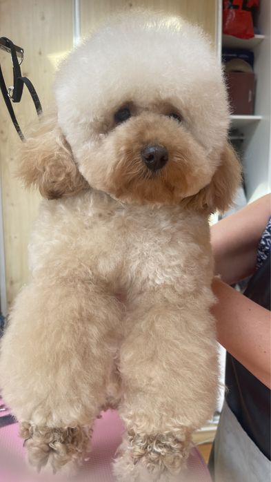 Вʼязка той пудель КСУ FCI розвязаний