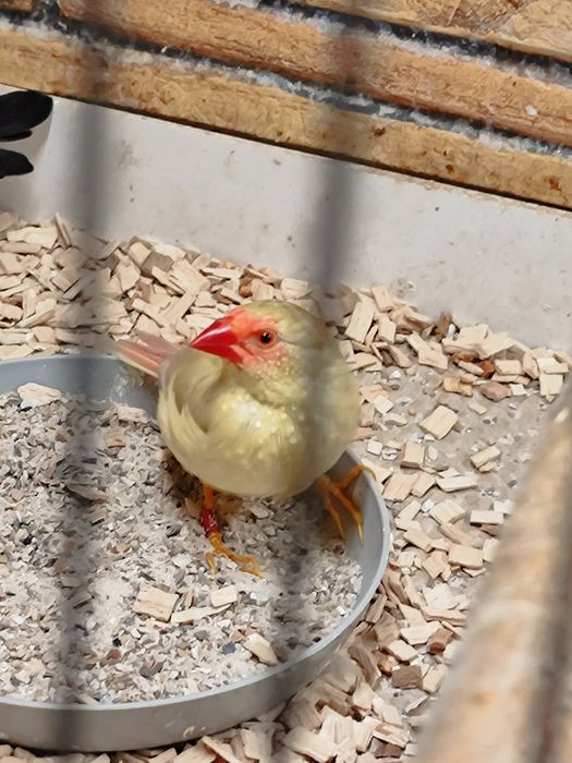 Astryld Trzcinowy 2025 samiec