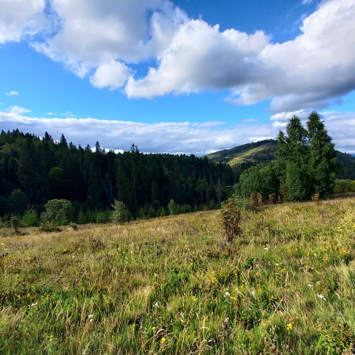 Продається земельна ділянка для ведення садівництва