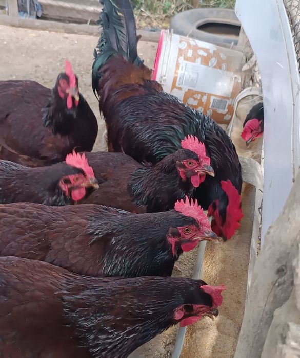 Rhode Island red puros