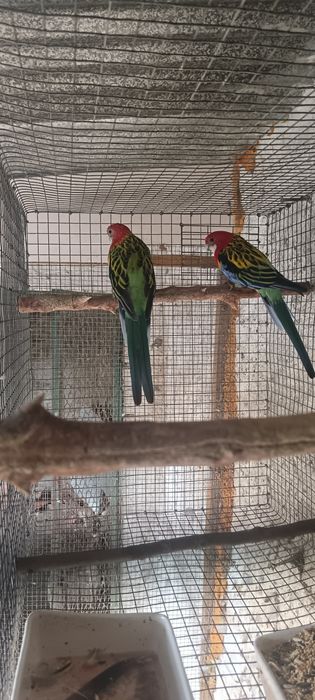 Casal Rodelas rosela-comum (Platycercus eximius)