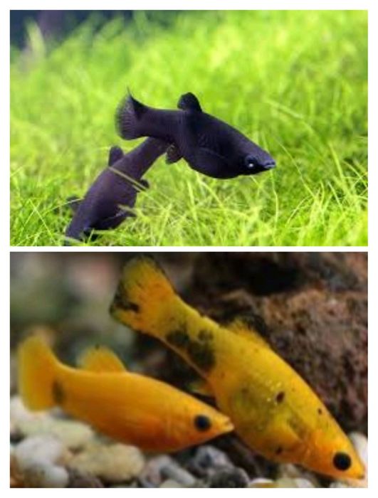 Аквариумные  Креветки,  рыбы, растения, Хелены