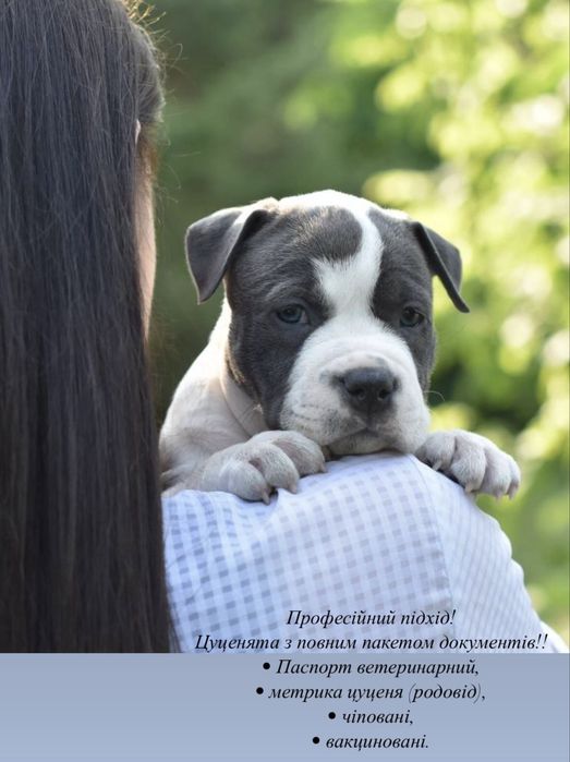 Актуально! Самая крупная девочка (1 мес). Голубой окрас. С питомника.