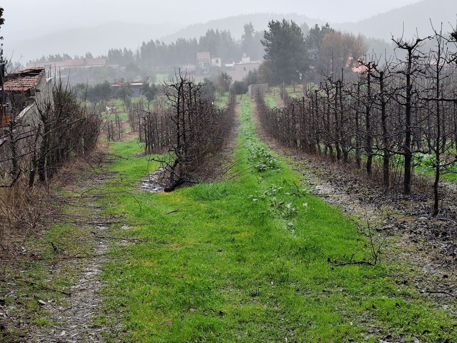 Vendo Terreno muito Bem Localizado Rua Francisco da Silva Madroeira Be