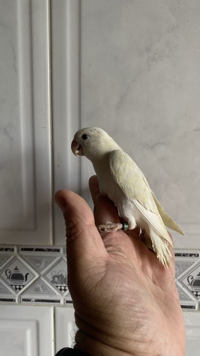 Agapornis domesticado